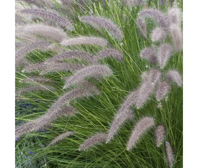 PENNISETUM ORIENTALIS BQ10