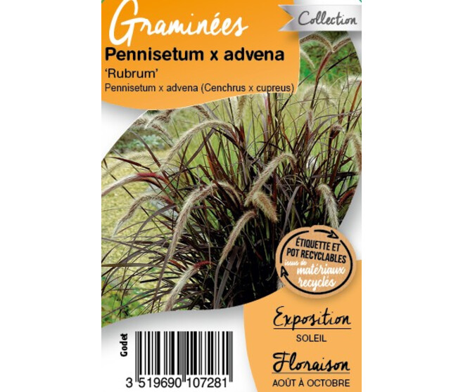 PENNISETUM RUBRUM BQ10