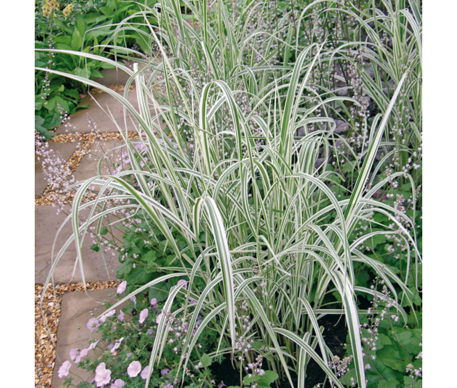 PHALARIS PICTA BQ10