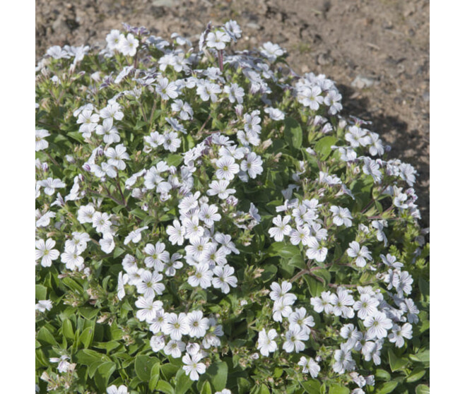 GYPSOPHILA CERASTIOIDES BQ10