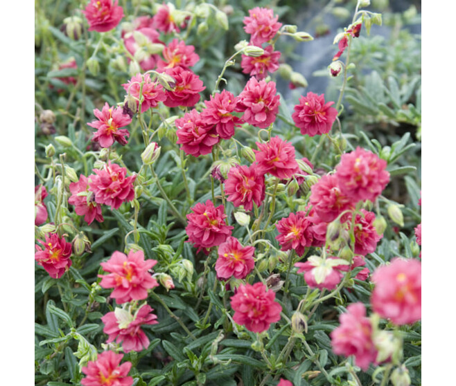 HELIANTHEMUM CERISE QUEEN BQ10
