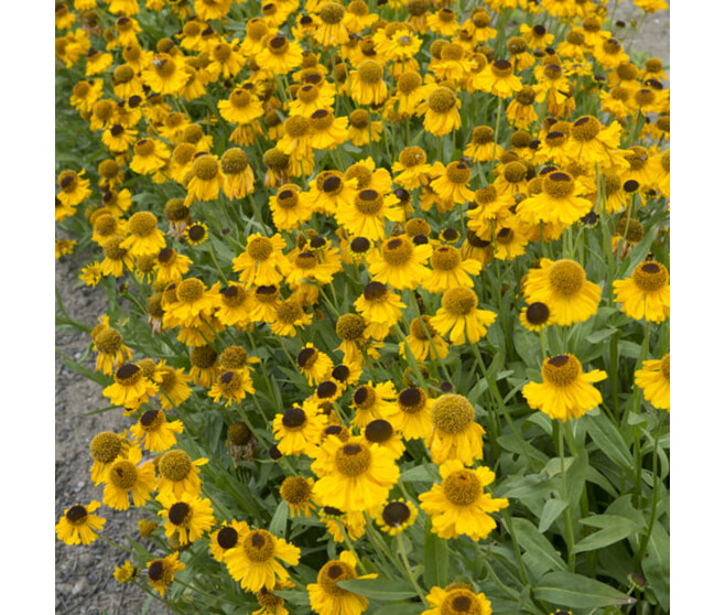 HELENIUM HOOPESII BQ10