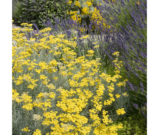 HELICHRYSUM ITALICUM SEROTINUM BQ10