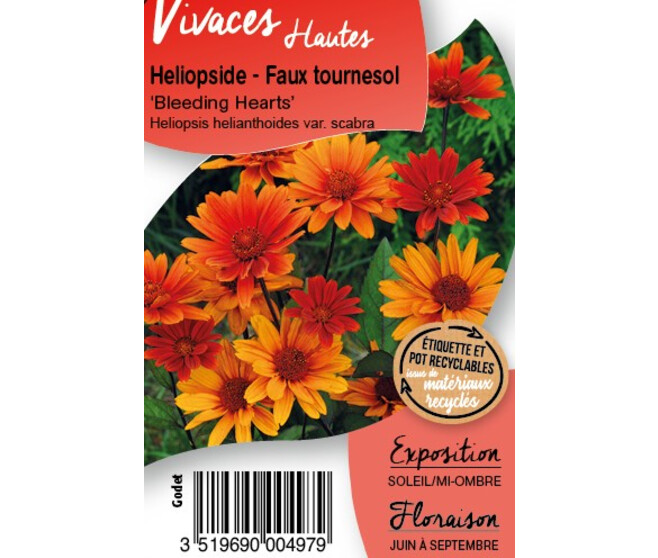 HELIOPSIS HELIANTHOIDES SCABRA BQ10