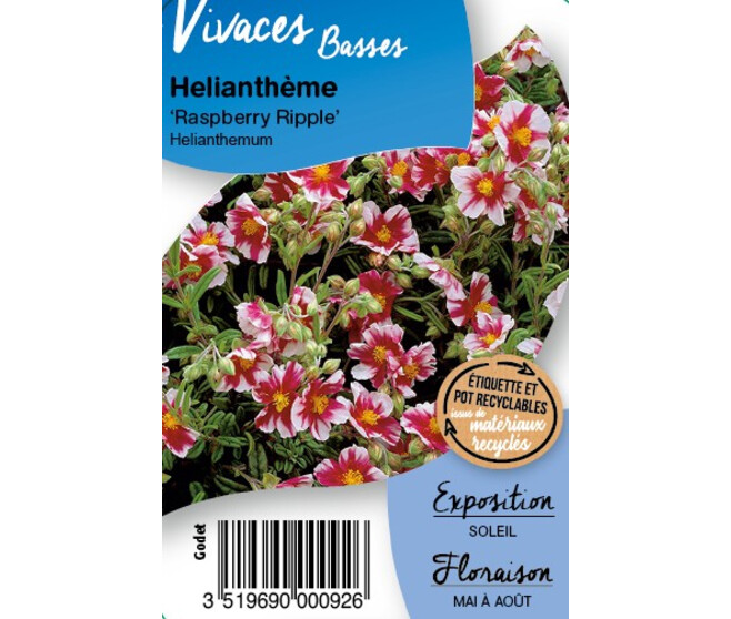 HELIANTHEMUM RASPBERRY RIPPLE BQ10