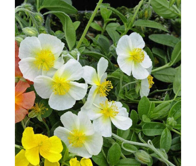 HELIANTHEMUM SNOW QUEEN BQ10