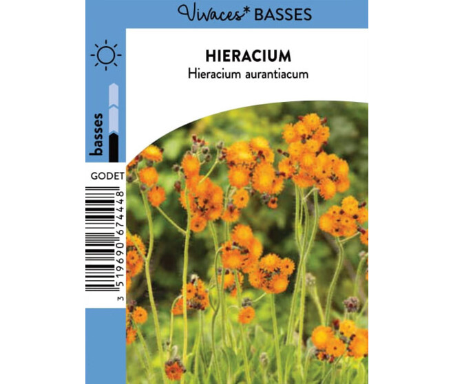 HIERACIUM AURANTIACUM BQ10