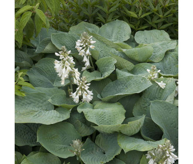 HOSTA BLUE ANGEL BQ10