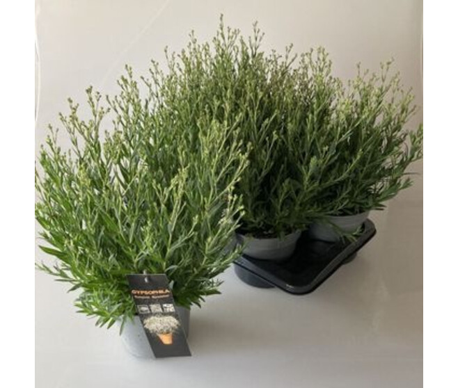 GYPSOPHILA SUMMER SPARKLES