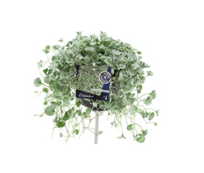 DICHONDRA SILVER FALLS
