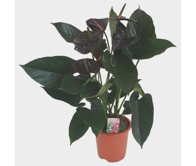 ANTHURIUM ANDREANUM JAMBO BLACK