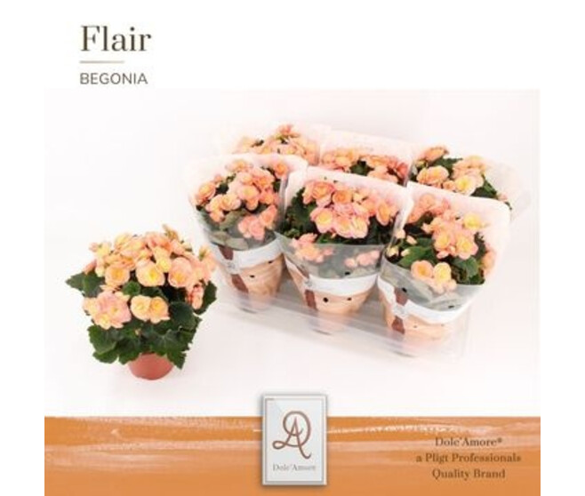 BEGONIA ELATIOR FL DBLEHAILEY SUNSET