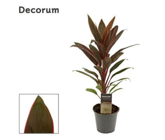 CORDYLINE RUMBA