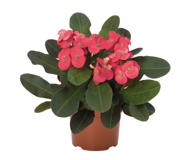 EUPHORBIA MILII