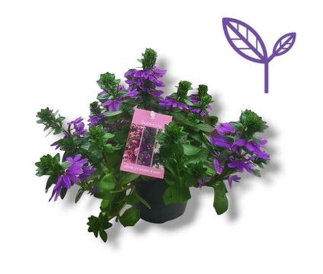 SCAEVOLA AEMULA BLEU
