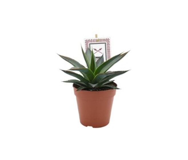 AGAVE SHAKA ZULU