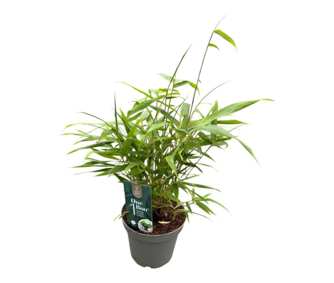 BAMBOU FARGESIA RUFA