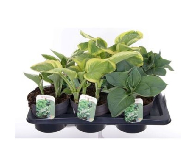 HOSTA VARIES