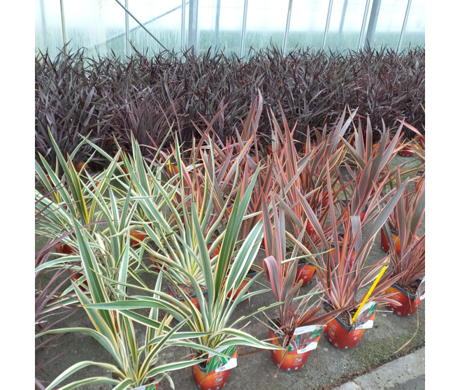 PHORMIUM
