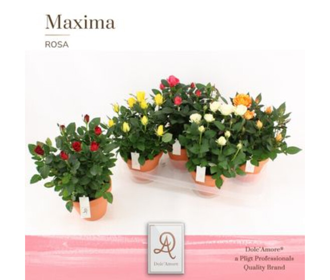 ROSIER AMOROSA VARIE P TERRE