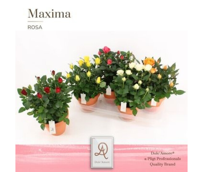 ROSIER AMOROSA VARIE P TERRE