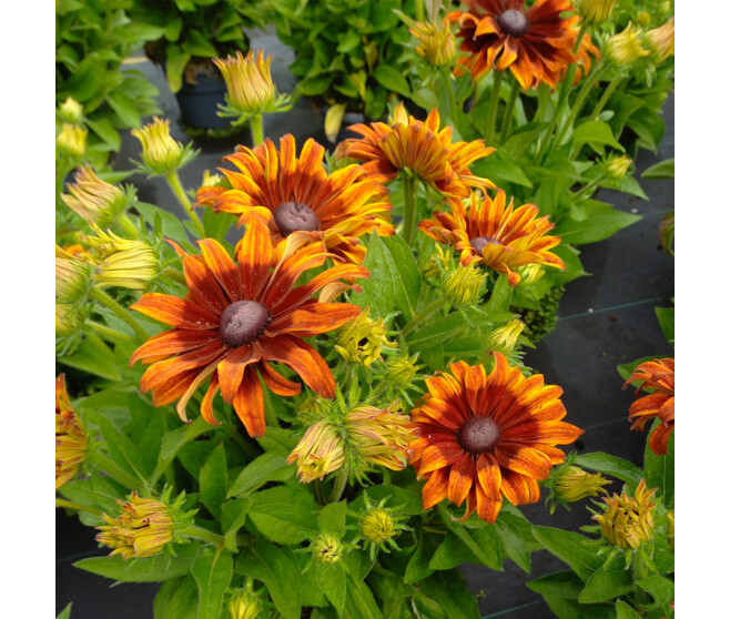 RUDBECKIA SUMMERINA SIZZLING SUNSET