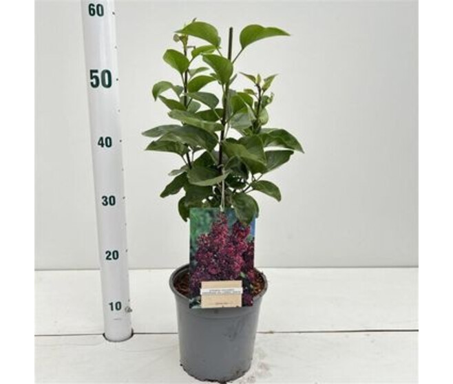 SYRINGA ANDENKEN AN LUDWIG SPATH