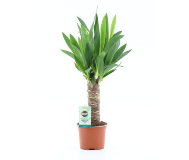 YUCCA TIGE
