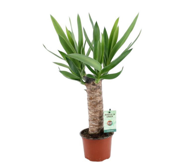 YUCCA TIGE
