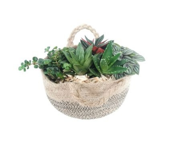 COMPO 5 PLANTES PANIER OSIER