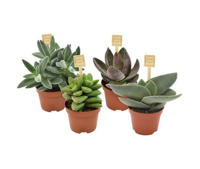 CRASSULA VARIES