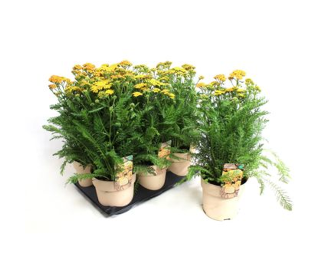 ACHILLEA MILLY ROCK JAUNE