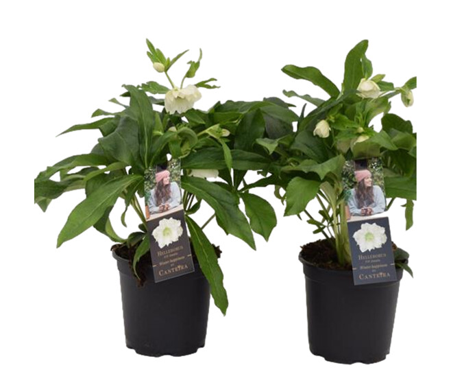 HELLEBORE AMALIA