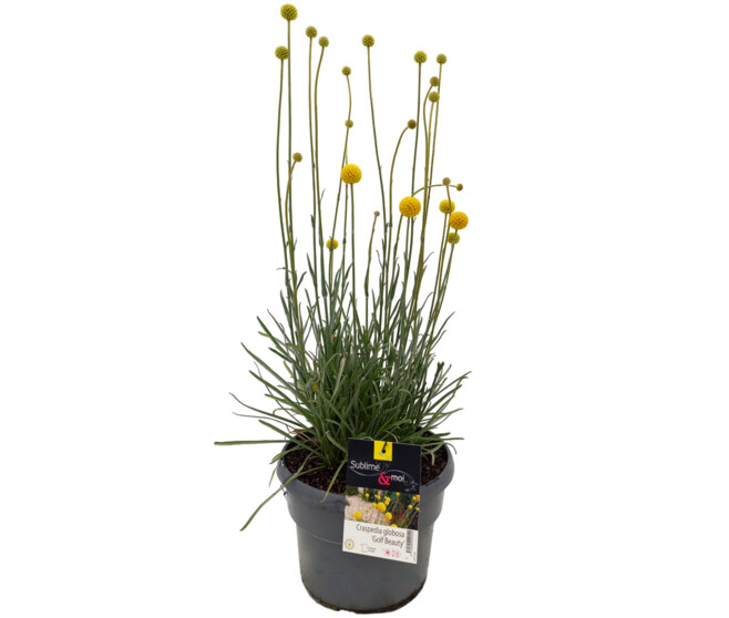 CRASPEDIA GOLF BEAUTY