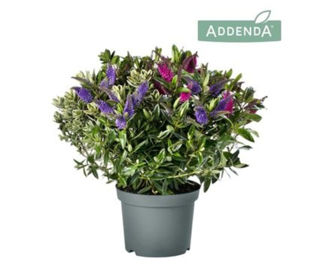 VERONIQUE ADDENDA X3