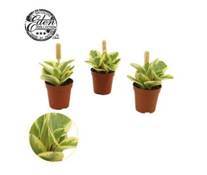 PEPEROMIA OBTIPAN