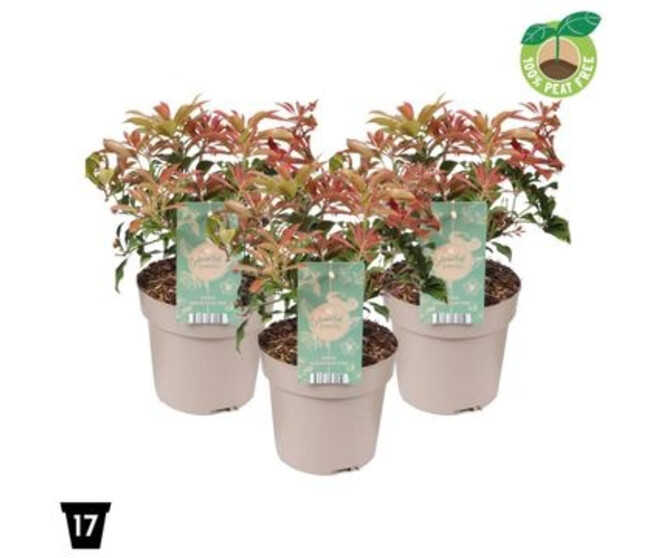 PIERIS MOUNTAIN FIRE
