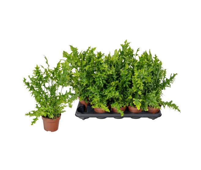 PTERIS HAWAIIAN SUNSHI