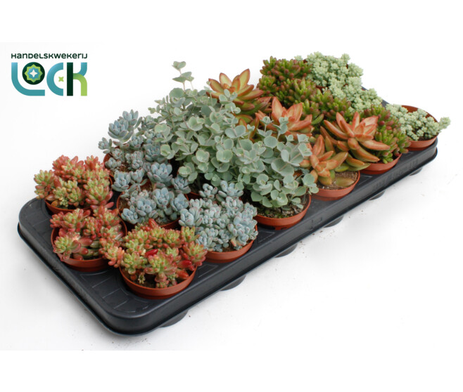 SEDUM