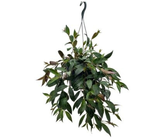 AESCHYNANTHUS MARMORATUS SUSP