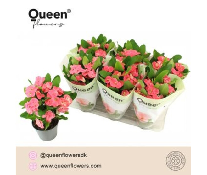 EUPHORBIA MILII CHARLOTTE
