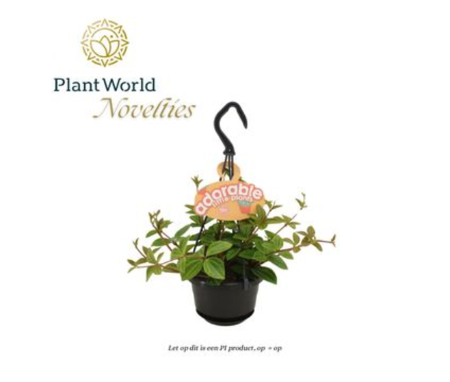 PEPEROMIA ANGULATA ROCCA SUSP