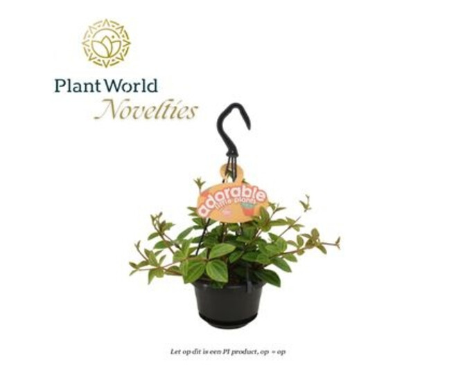 PEPEROMIA ANGULATA ROCCA SUSP