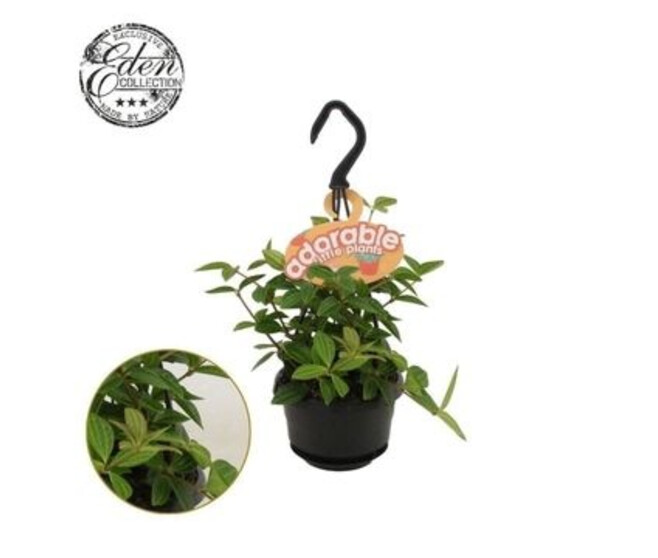 PEPEROMIA ANGULATA ROCCA SUSP