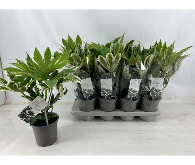 ARALIA JAPONICA VARIEGATA