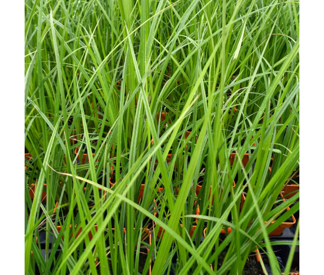 CAREX ACUTIFORMIS