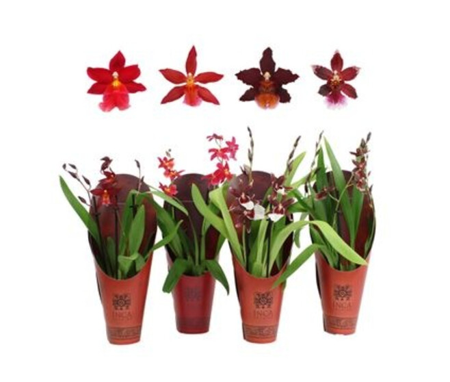 CAMBRIA 2BR RED BEAUTY