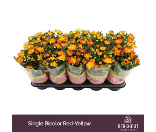 DENDRANTHEMA LYSANDRA BICOLOR