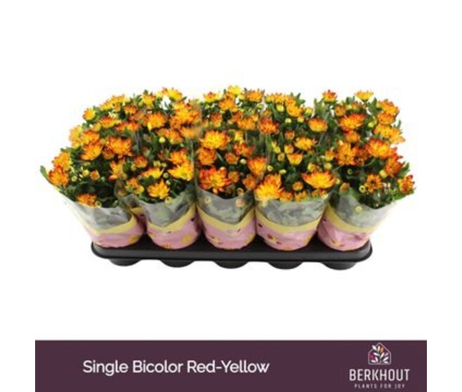 DENDRANTHEMA LYSANDRA BICOLOR