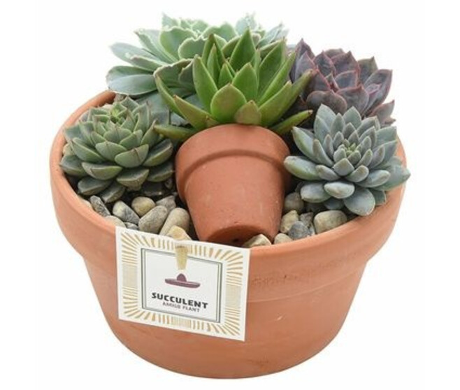 SUCCULENTE X5 COUPE TERRE